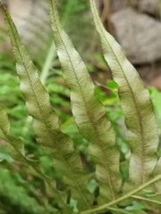 Blechnum gibbum