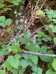 Tiarella trifoliata trifoliata
