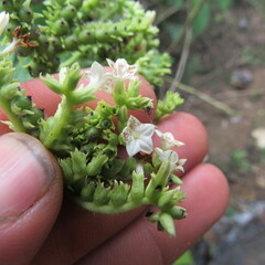 Heliotropium