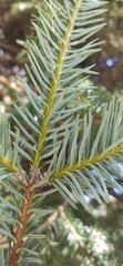 Abies religiosa