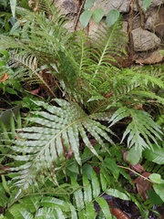 Blechnum gibbum
