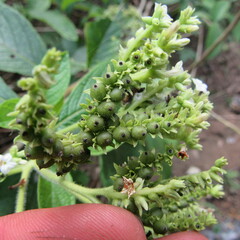 Heliotropium