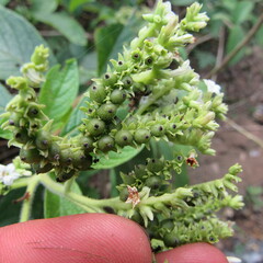 Heliotropium