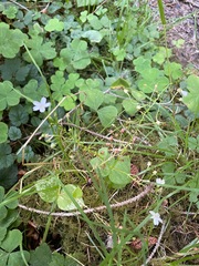 Claytonia sibirica