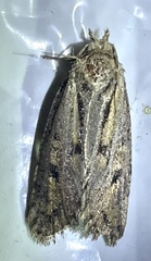 Acrolophus popeanella