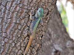 Acanthocercus atricollis