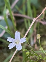 Claytonia sibirica