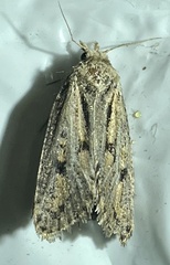 Acrolophus popeanella