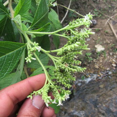 Heliotropium