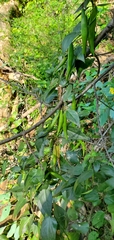 Vincetoxicum nigrum