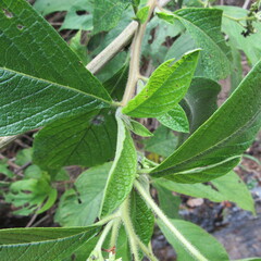 Heliotropium