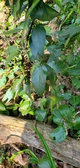 Vincetoxicum nigrum