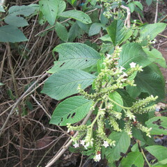Heliotropium