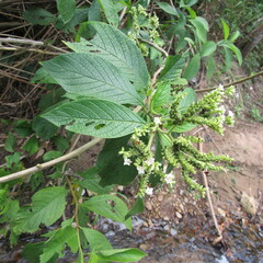 Heliotropium