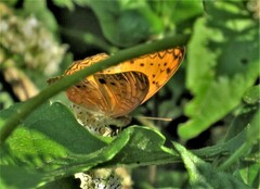 Phalanta