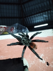Theraphosinae