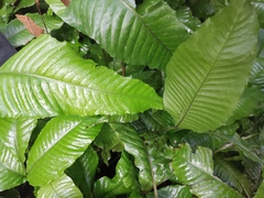 Bolbitis heteroclita