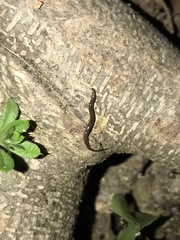 Rhynchodemus sylvaticus