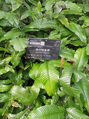 Bolbitis heteroclita