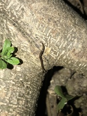 Rhynchodemus sylvaticus