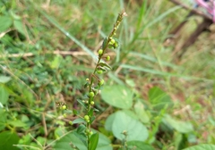 Phyllanthus amarus