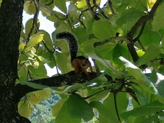 Sciurus variegatoides