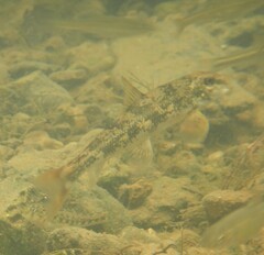 Hypentelium nigricans