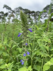 Salvia longispicata