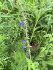 Salvia longispicata