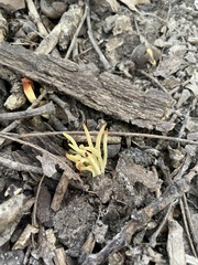 Clavariaceae