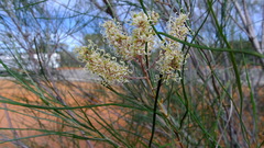 Grevillea
