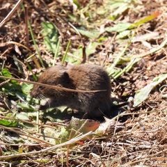 Microtus townsendii