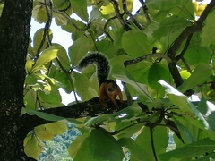 Sciurus variegatoides