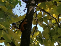 Sciurus variegatoides