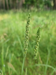 Phleum phleoides