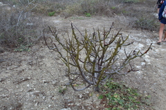Bursera graveolens