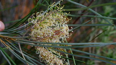 Grevillea
