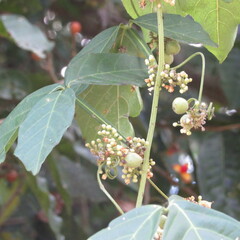 Paullinia