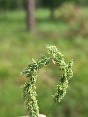 Phleum phleoides