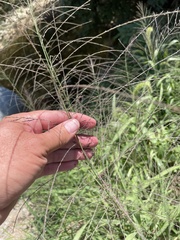 Eleusininae