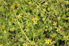 Roepera aurantiaca aurantiaca