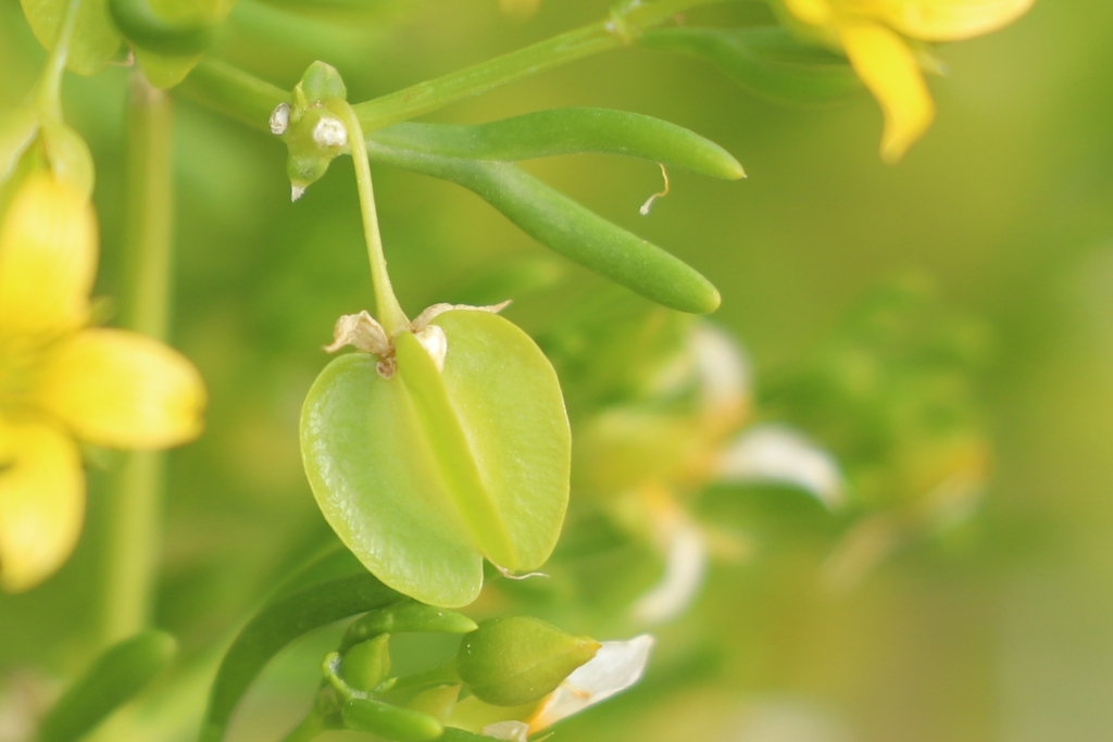 Twinleaves