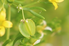 Roepera aurantiaca aurantiaca