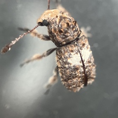 Toxonotus cornutus