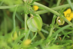 Roepera aurantiaca aurantiaca