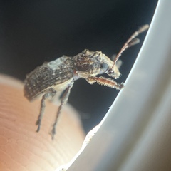 Toxonotus cornutus