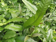 Bolbitis heteroclita