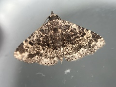 Metalectra diabolica