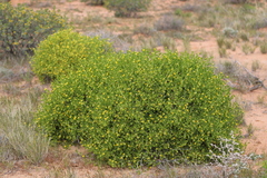 Roepera aurantiaca aurantiaca