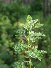Artemisia pontica